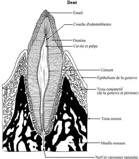 cailles de poissons du Crtac