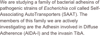 We are studying a family of bacterial adhesins of pathogenic strains of Escherichia coli called Self-Associating AutoTransporters (SAAT). The members of this family we are actively investigating are the Adhesin involved in Diffuse Adherence (AIDA-I) and the invasin TibA.